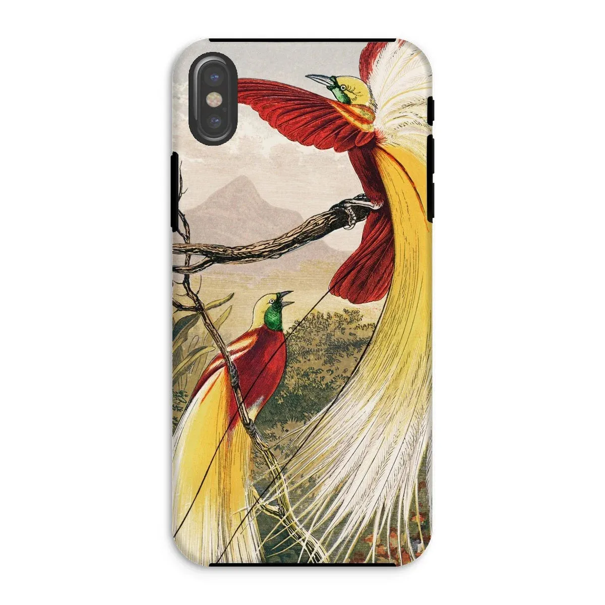 Bird of Paradise - Benjamin Fawcett iPhone Case