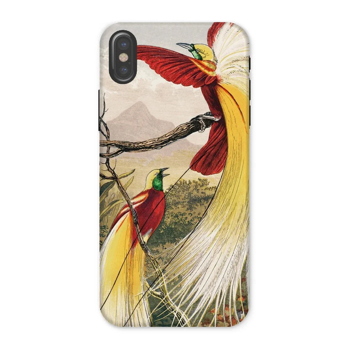 Bird of Paradise - Benjamin Fawcett iPhone Case