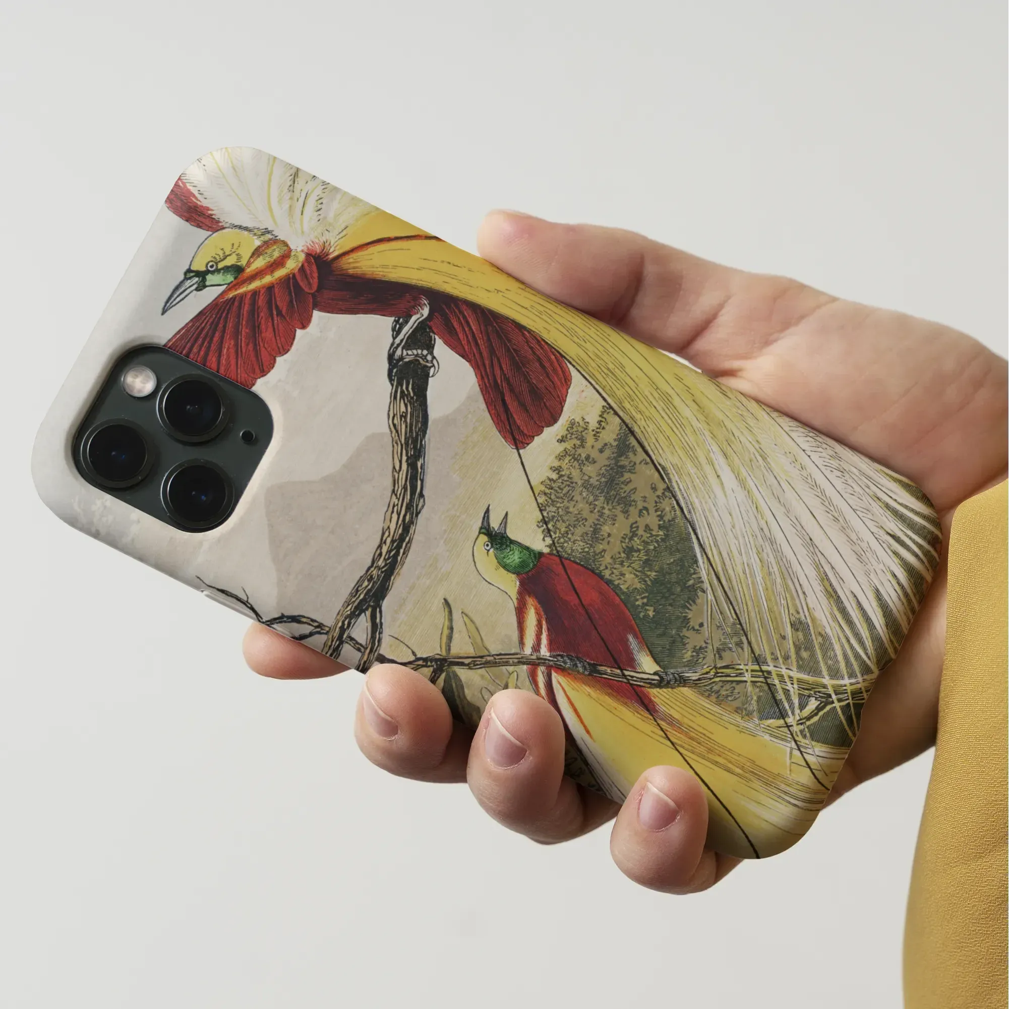 Bird of Paradise - Benjamin Fawcett iPhone Case