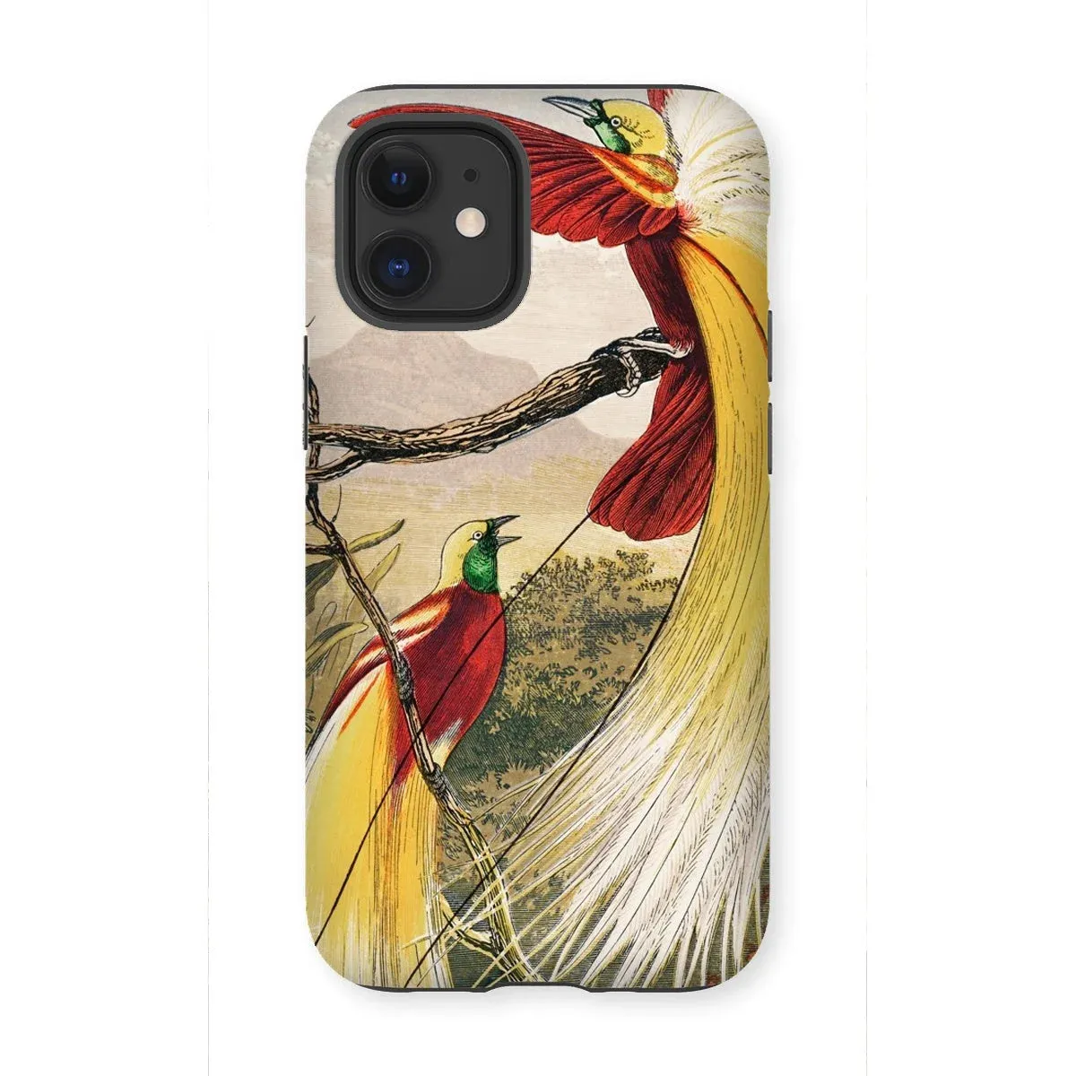 Bird of Paradise - Benjamin Fawcett iPhone Case