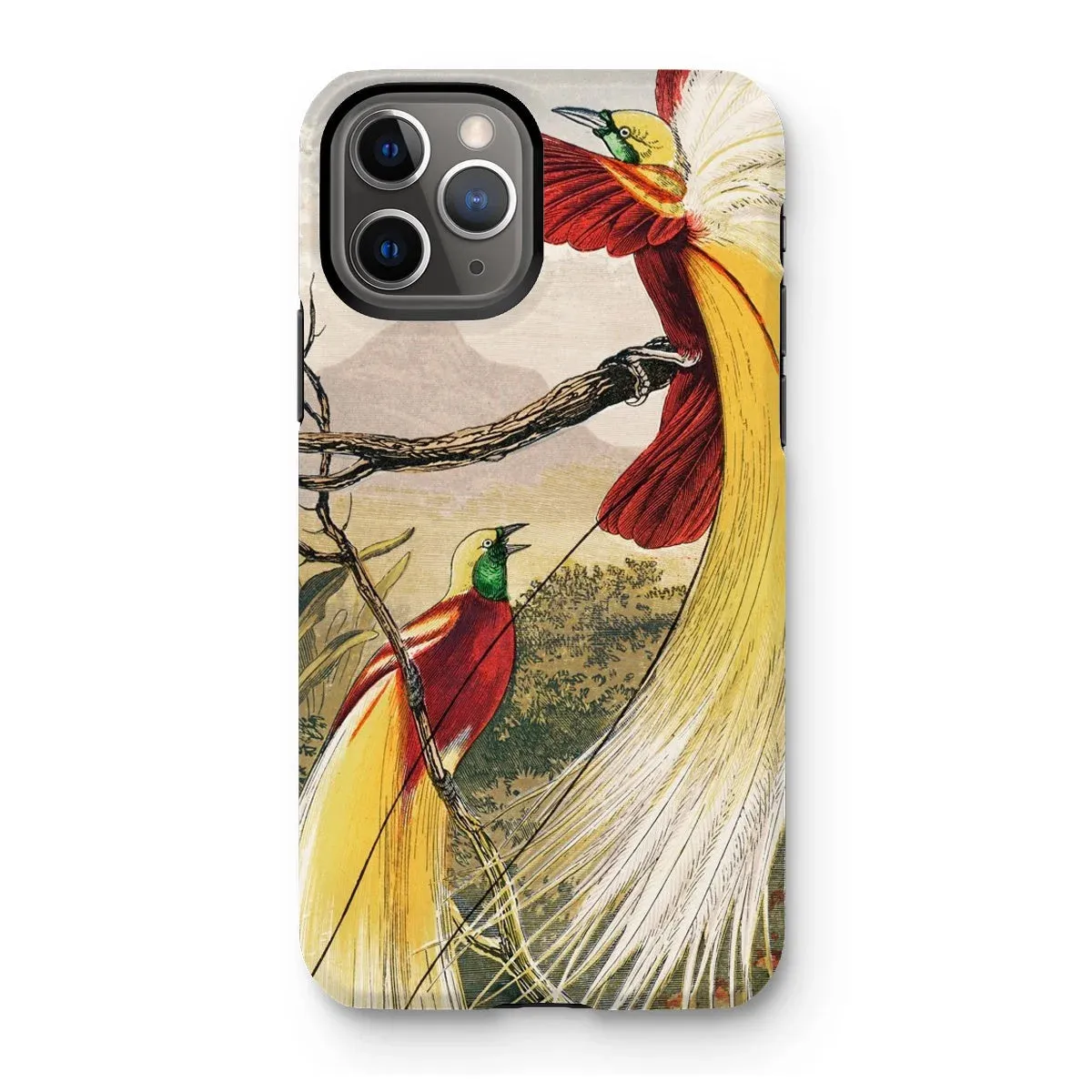 Bird of Paradise - Benjamin Fawcett iPhone Case