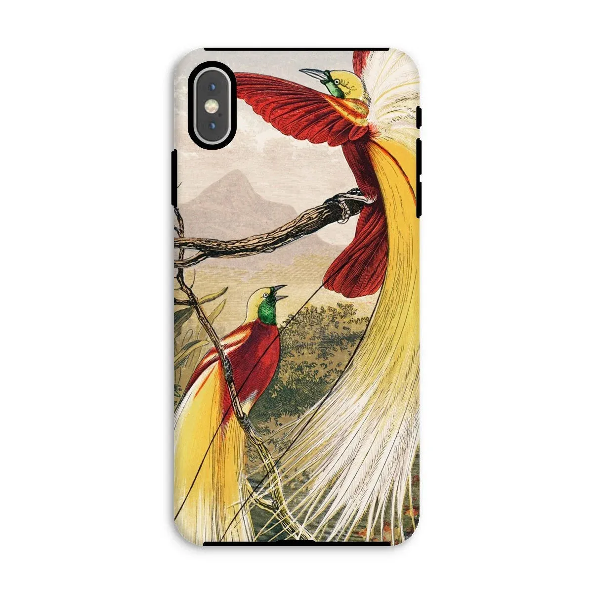 Bird of Paradise - Benjamin Fawcett iPhone Case