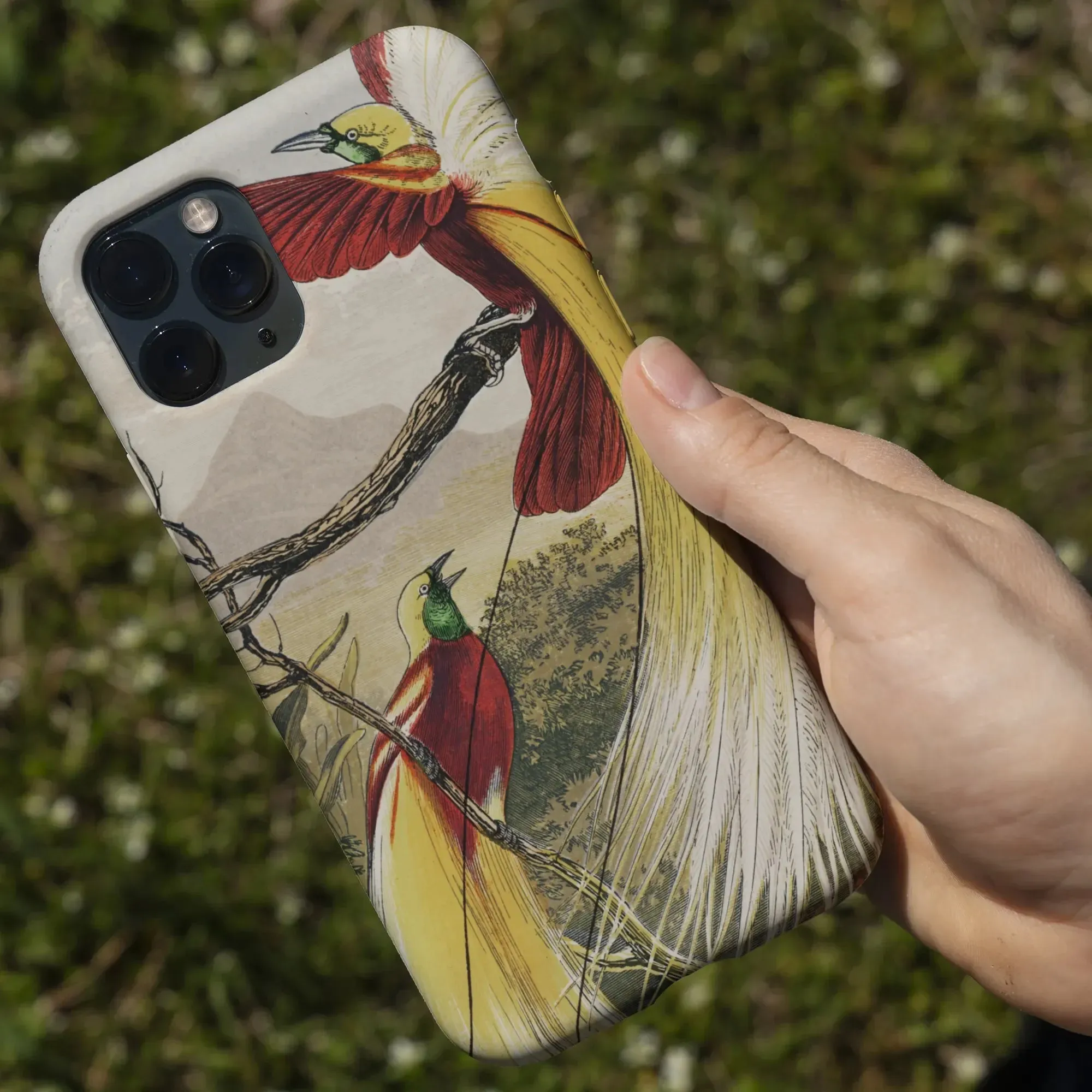 Bird of Paradise - Benjamin Fawcett iPhone Case