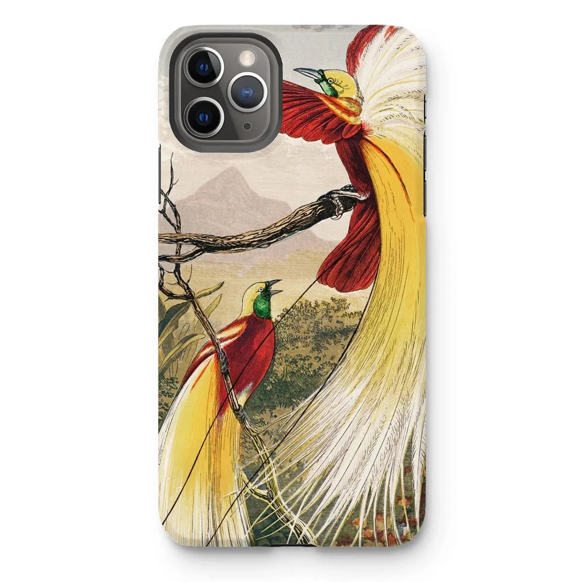 Bird of Paradise - Benjamin Fawcett iPhone Case