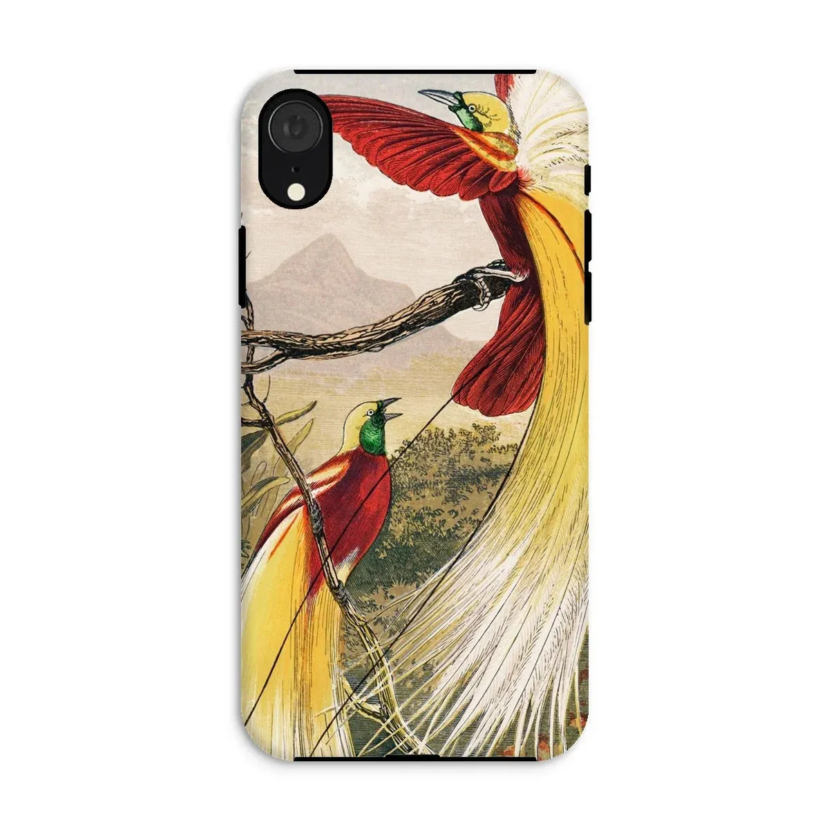 Bird of Paradise - Benjamin Fawcett iPhone Case