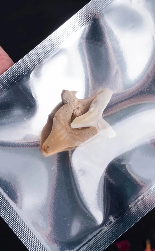 Fossil Shark Teeth