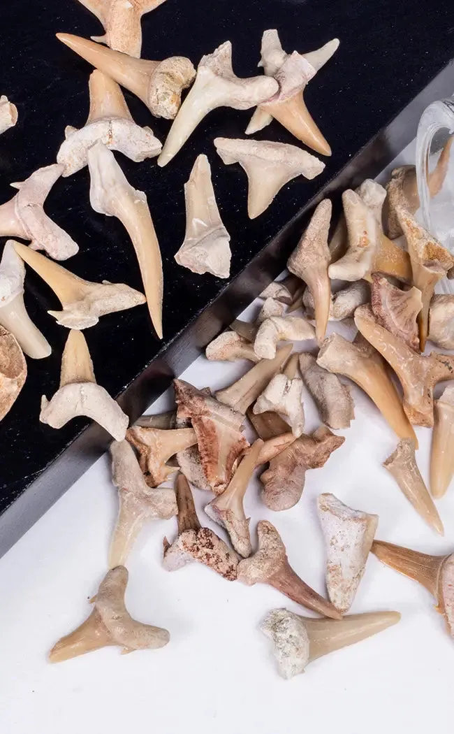 Fossil Shark Teeth