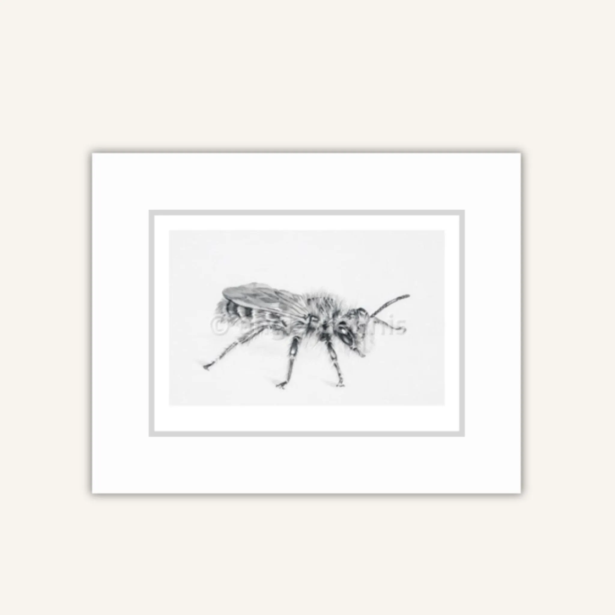 Leioproctus Matted Print A4